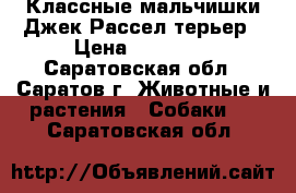 Классные мальчишки Джек Рассел терьер › Цена ­ 40 000 - Саратовская обл., Саратов г. Животные и растения » Собаки   . Саратовская обл.